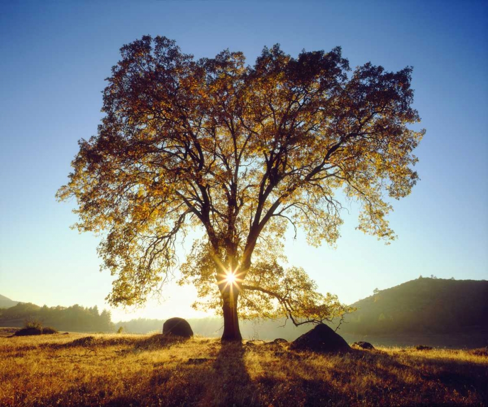 California, Cleveland NF Black Oak Trees, Autumn